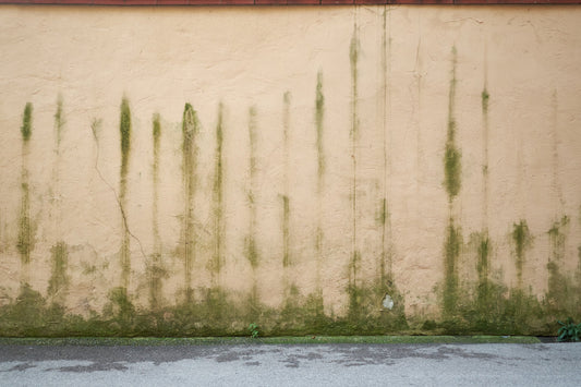 How to Remove Algae from Outside Walls