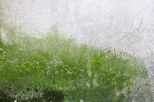 Fungicidal Wash for Exterior Walls