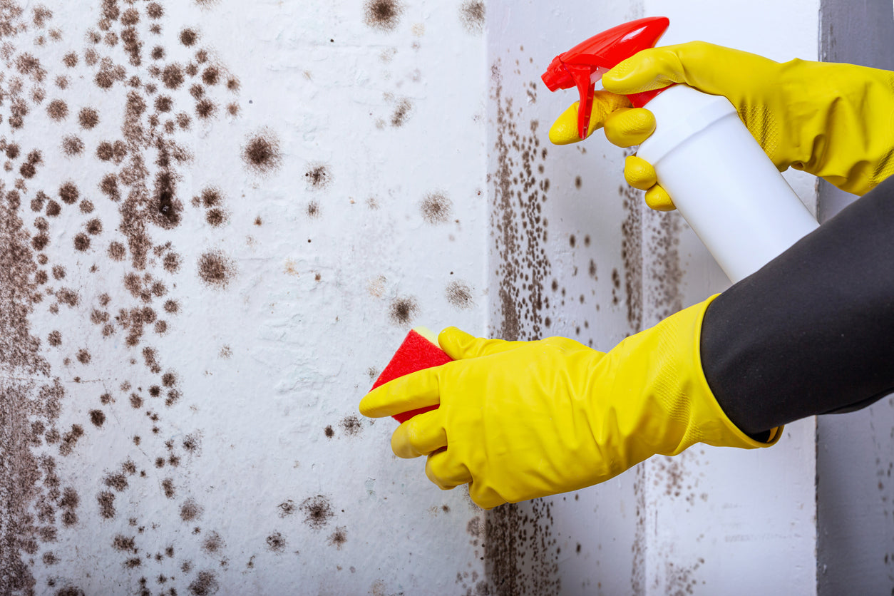How to Prepare an Exterior Wall for Painting Removing Biological Grow